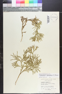 Diphasiastrum complanatum image