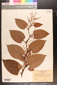 Reynoutria japonica image