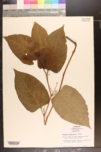 Polygonum sachalinense image