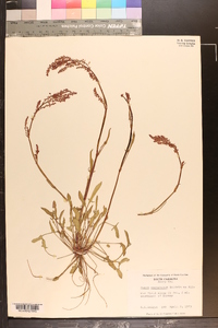 Rumex hastatulus image