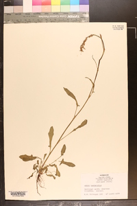 Rumex hastatulus image