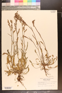 Rumex hastatulus image