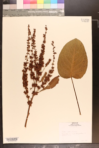 Rumex obtusifolius image