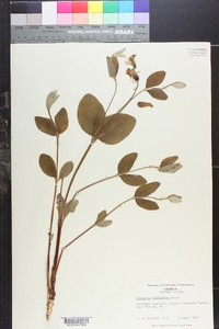 Clematis ochroleuca image