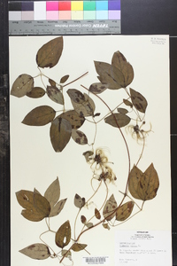 Clematis viorna image