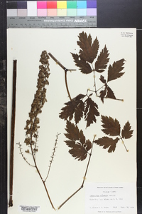 Actaea racemosa image