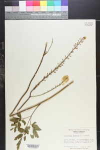 Actaea racemosa image