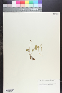 Coptis trifolia var. groenlandica image