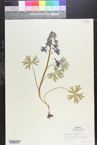 Delphinium tricorne image