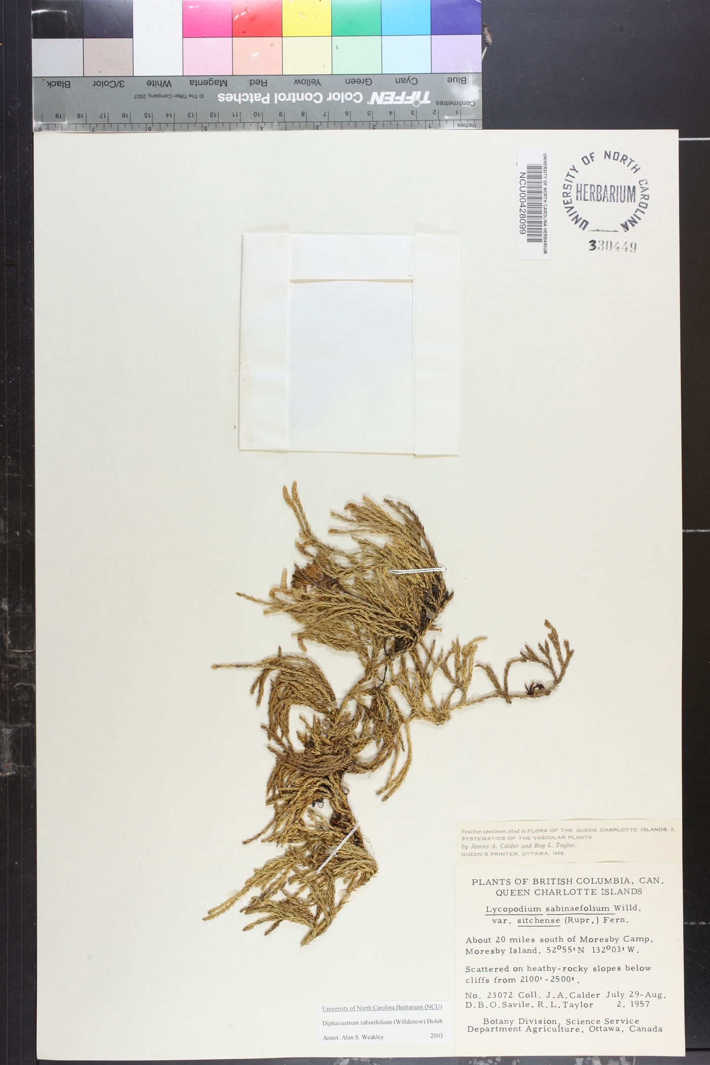 Diphasiastrum sabinifolium image