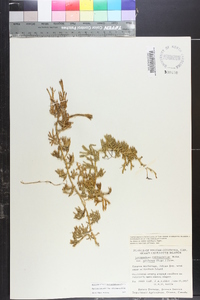 Diphasiastrum sabinifolium image