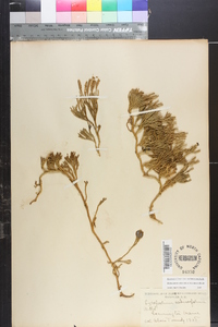 Diphasiastrum sabinifolium image