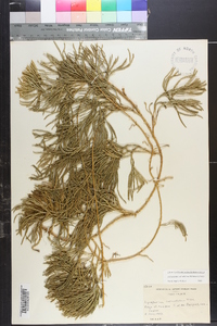 Diphasiastrum sabinifolium image