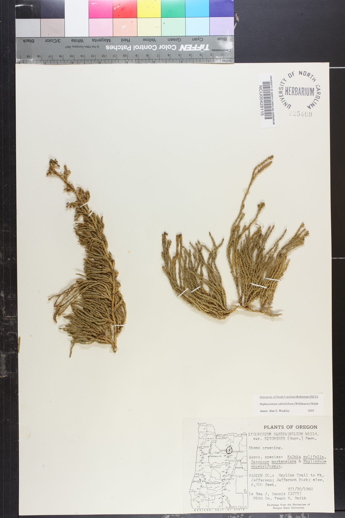 Diphasiastrum sabinifolium image