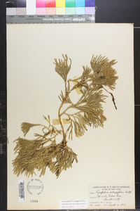 Diphasiastrum sabinifolium image