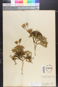 Diphasiastrum tristachyum image