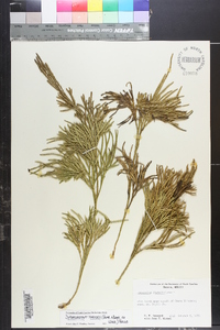 Diphasiastrum thyoides image