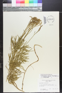 Diphasiastrum thyoides image