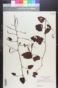 Brunnichia cirrhosa image