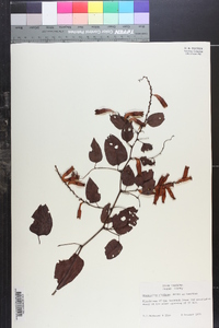 Brunnichia cirrhosa image