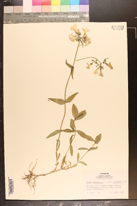 Phlox divaricata var. laphamii image