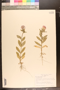 Phlox drummondii image