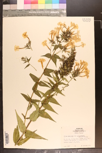 Phlox maculata subsp. pyramidalis image