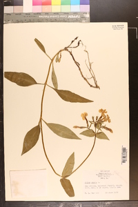 Phlox ovata image