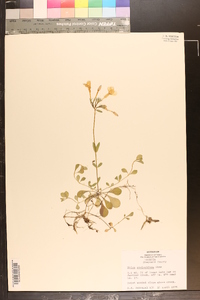 Phlox stolonifera image