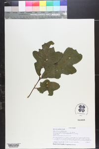 Quercus austrina image