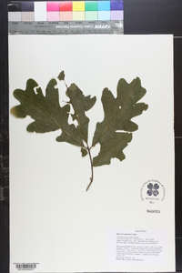 Quercus austrina image