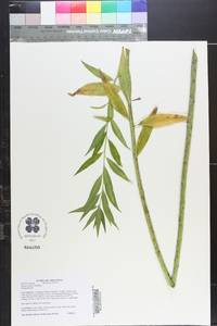 Amsonia illustris image