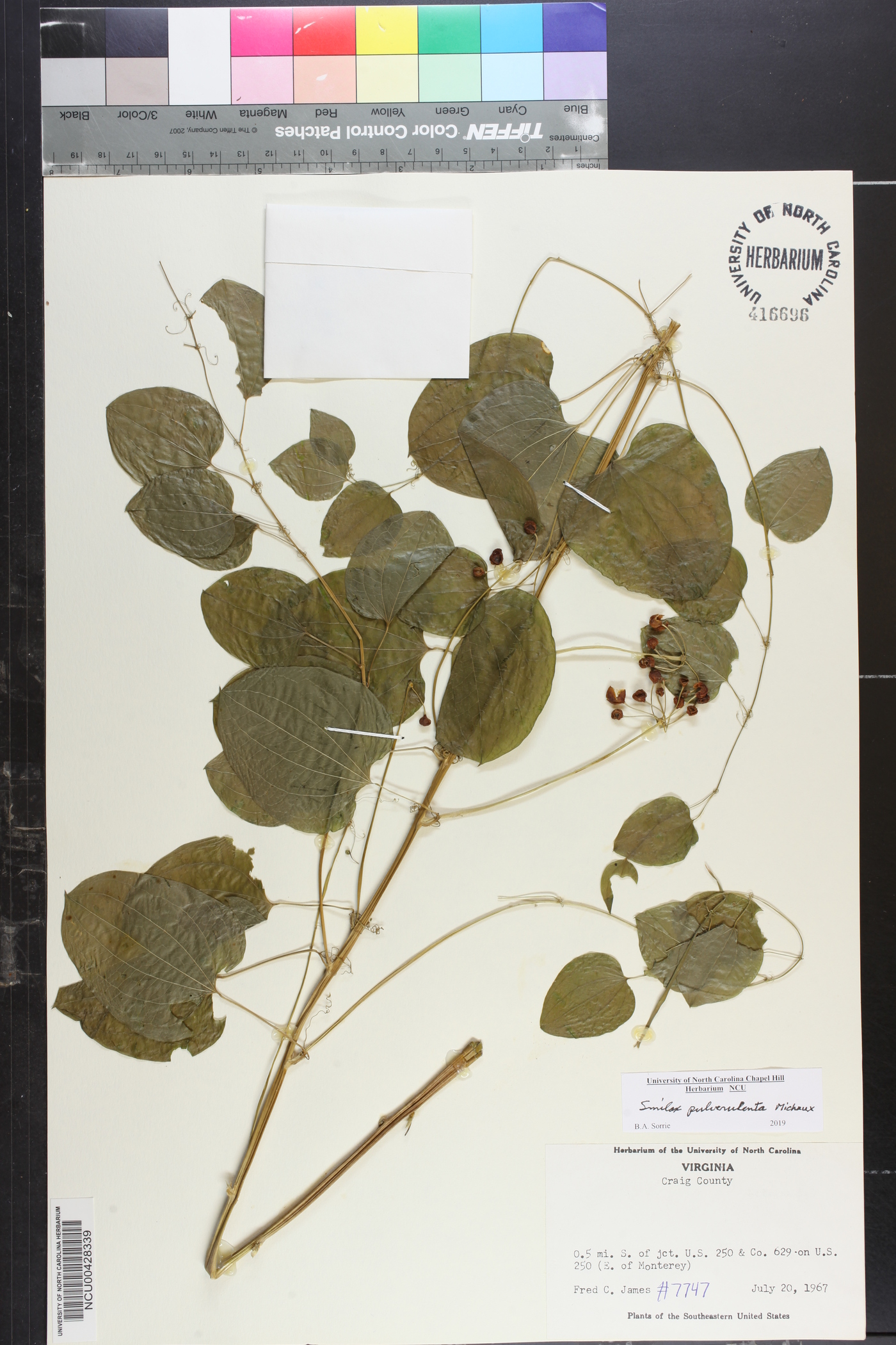 Smilax pulverulenta image