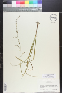 Stenanthium gramineum image