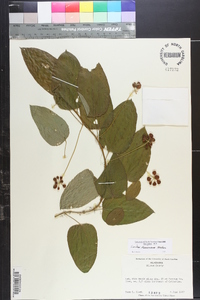 Smilax lasioneura image