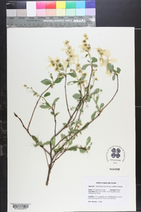 Exochorda racemosa image