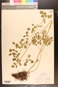 Thalictrum coriaceum image