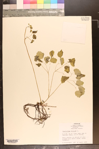 Thalictrum dioicum image