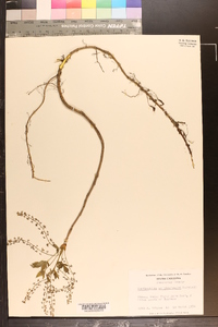 Xanthorhiza simplicissima image