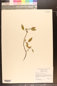 Berchemia scandens image