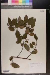 Berchemia scandens image