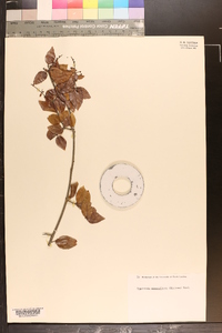 Sageretia minutiflora image