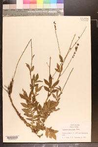 Agrimonia parviflora image