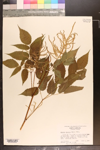 Aruncus dioicus image