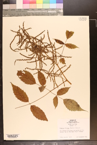 Aruncus dioicus image