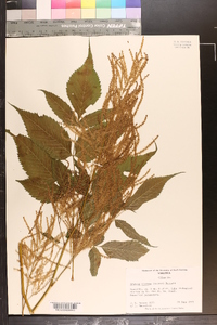 Aruncus dioicus image