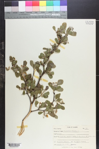 Crataegus flava image