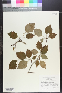 Crataegus flabellata image