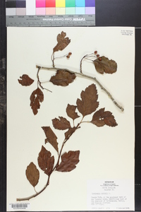 Crataegus viridis image