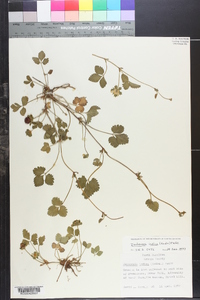 Potentilla indica image